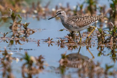 Bruchwasserlaeufer, tringa glareola, wood sandpiper, birds, charadriiformes, limikolen, mirror,