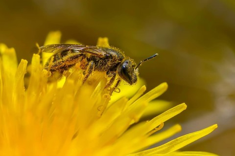Apidae, bees, furrow bee, common narrow bee, hymenoptera, lasioglossum calceatum, insects