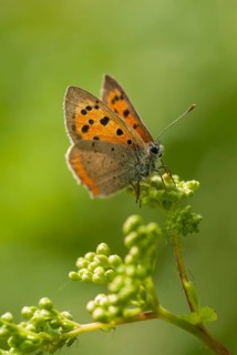 Fire butterfly, small fire butterfly, Lycaena phlaeas, small copper, butterfly, high size, portrait