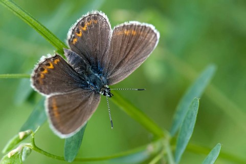 Argus blue, plebeius argus, silver-studded blue, butterfly, insects, butterfly, butterflies