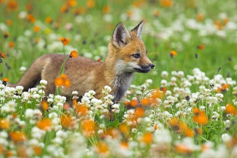 Red fox (Vulpes vulpes), Minnesota, USA: a young fox in a spring meadow in full bloom, with orange