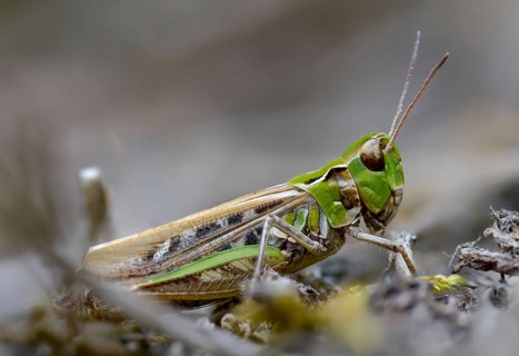 Acrididae, caelifera, common club grasshopper, spotted club scare, gomphocerinae, club scare,