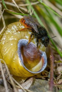 Hymenoptera, osmia bicolor, snail shell bee, bicolor snail house bee, high size, portrait format,