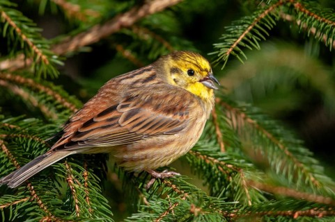 Emberiza citrinella, goldammer, yellowhammer, birds, male, passeri, songbirds, birds