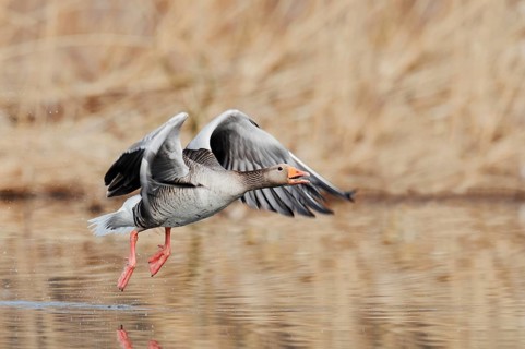Greylag goose (Anser anser), flying, North Rhine-Westphalia, Germany