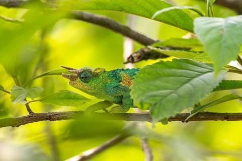 Three-horned chameleon (Trioceros jacksonii), male, between leaves on a branch, Bwindi Impenetrable