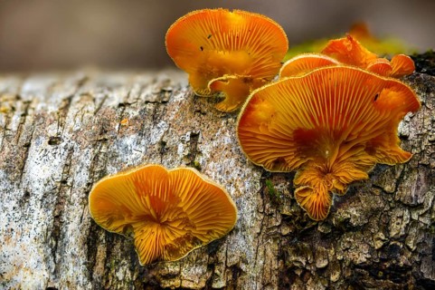 Claudopus nidulans, crepidotus jonquilla, orange sapling, panus nidulans, phyllotopsis nidulans,