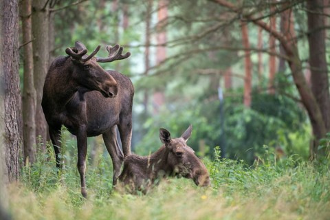 Alces alces, artiodactyla, elk, even-toed ungulates, mosses, cloven-hoofed animals, mammals