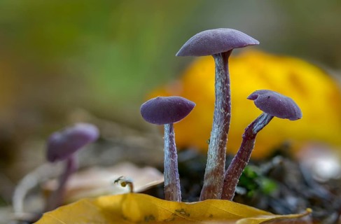 Amethyst deceiver, blue lacquer funnel, heather truffle relatives, hydnangiaceae, laccaria