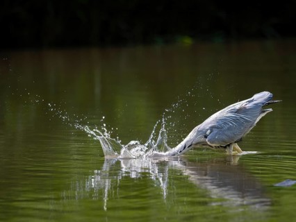 A gray heron hunting, Ümminger See, Bochum, Ruhrpott, North Rhine-Westphalia, Germany