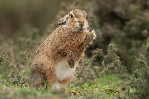 European brown hare (Lepus europaeus) adult animal shaking in grassland, England, United Kingdom