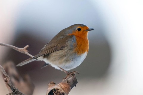 Erithacus rubecula, robin, robins, birds, passeri, songbirds, birds