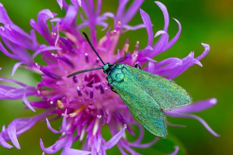Flake green ram, green ram, jordanita globulariae, insects, moths, moths, moth, scarce forester,