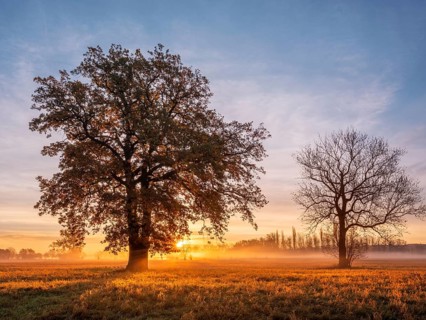Morning atmosphere in the flower ground in autumn, trees in a meadow with morning fog against light