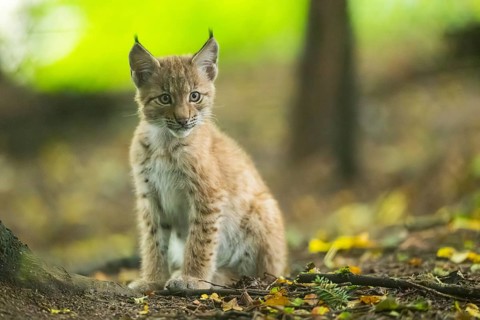 Eurasian lynx (Lynx lynx) youngsters (cub) sitting in a forest, Bavaria, Germany