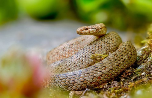 Coronella Austriaca, smooth snake, reptilia, reptilia, reptiles, snakes, snakes