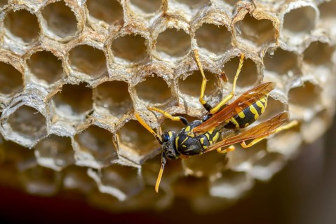 Brighter-colored paper wasp, French field wasp, gallic field wasp, house field wasp, hymenoptera,