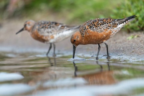 Calidris canutus, knot, knutt, coastal sandpiper, red knot, birds, breeding plumage, brood dress,