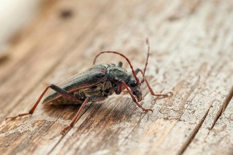 Finland, Oxymirus Cursor, Shoulder Longhorn Beetle, Toxotus Cursor, Beetle, Longhorn Beetle,