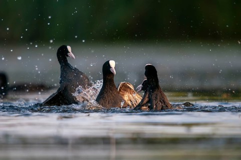 Eurasian Coot Coot, Fulica Atra, Battle, Birds, Coot, Coot, Fight, Gruiformes, Fight, Crane Birds,