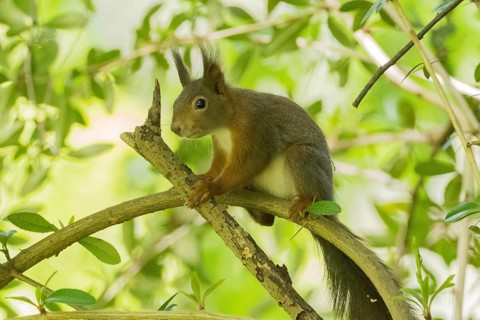 A squirrel (Sciurus vulgaris) sitting on a branch amidst leaves, Hesse, Germany