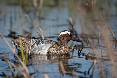 Anas Querquedula, Garganey, Granelli, Italy, crisp duck, Pantano Cuba lagoon, Pantani Cuba and