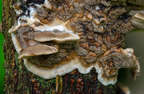 Burnt smoke porling, Bjerkandera adusta, Gloeoporus adustus, Leptoporus adustus, Polyporus crispus,