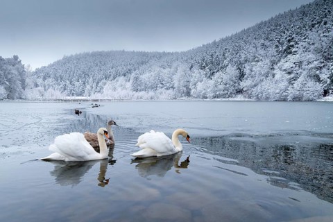 Cygnus olor, mute swan, anatidae, birds, duckbirds, cusp swan, swans, snow, swans, birds,