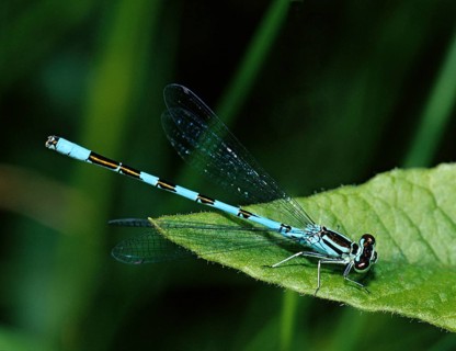 Coenagrion Hastulatum, Northern Damselfly, Spearhead Flower, Spear Azuremaid, Damselflies,