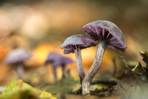 Amethyst deceiver, blue lacquer funnel, laccaria amethystea, purple lacquer mushroom, purple