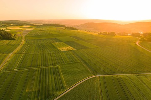 Aerial view of vast golden fields under a clear sky, Gechingen, Hecken and Gäu region, Landreis