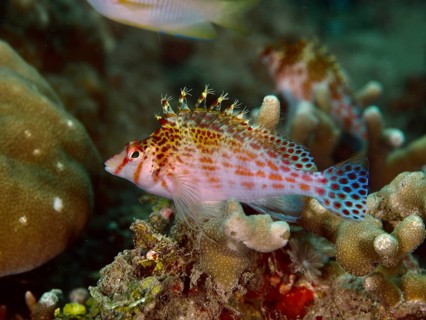 A colourful, spotted tufted wrasse, Dwarf Hawkfish (Cirrhitichthys falco), rests on coral in the