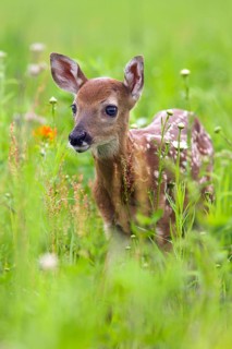 White-tailed deer (Odocoileus virginianus), Minnesota, USA. A young fawn stands in a green,