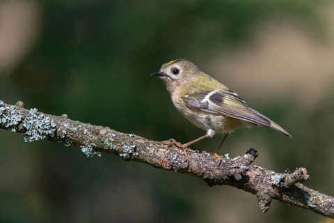 Goldcrest, golden chicken, Regulus regulus, winter golden chicken, birds, passeri, songbirds, birds