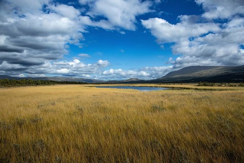 Wide landscape with yellow meadow under blue sky and clouds, landscape in the mountains,