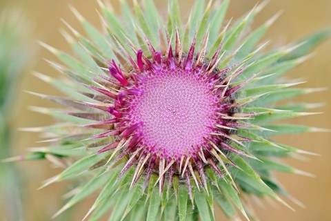 Musk Thistle (Carduus nutans), flower, North Rhine-Westphalia, Germany