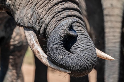 Detail of the trunk, African elephant (Loxodonta africana), Addo Elephant National Park, Eastern