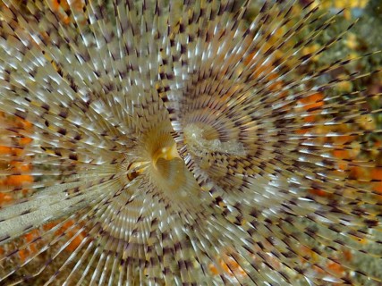 Close-up of a screw-shaped sabella (Sabella spallanzanii) with a radial pattern in shades of brown,