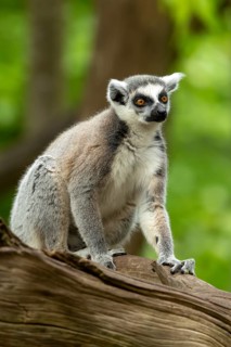 A ring-tailed lemur sits attentively on a tree trunk in green surroundings, a seated ring-tailed