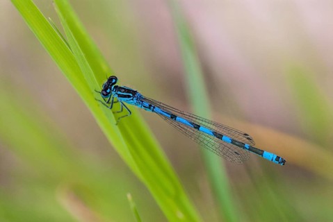 Coenagrion ornatum, ornate flower, azurmaid, Bulgaria, damselflies, dragonflies, insects,