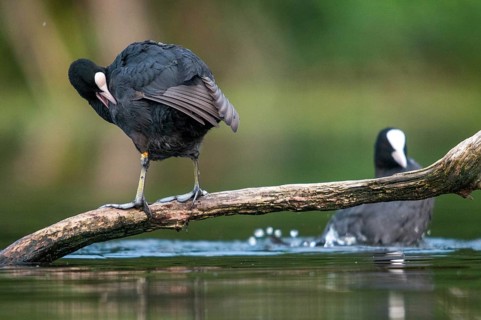Eurasian Coot Coot, Fulica Atra, Birds, Coot Rail, Gruiformes, Crane Birds, Rails, Rallidae, Birds,