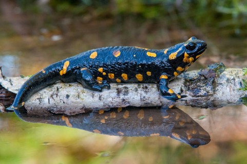 Fire salamander, salamandra salamandra, amphibians, amphibians, caudata, amphibians, amphibians,