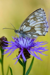 Board game, women's board, marbled white, melanargia galathea, checkerboard, butterfly, high size,
