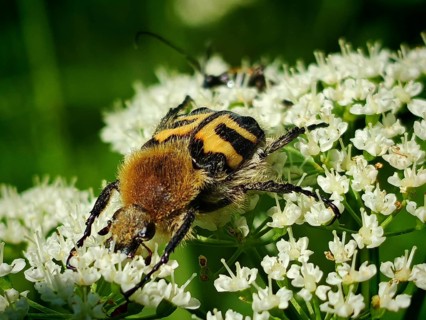 A close-up of a furry, yellow-and-black-banded bee beetle (Trichius fasciatus) resting on tiny