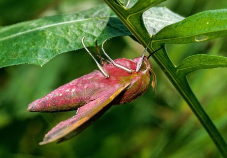 Deilephila Elpenor, medium wine swarmer, sphingidae, butterfly, elephant hawk moth, insects, large