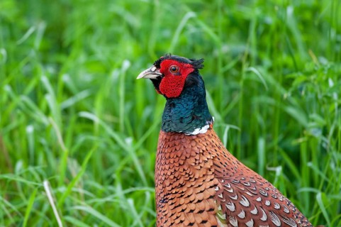 Pheasant, hunting pheasant, phasianus colchicus, pheasant, Sweden, birds, chickens, galliformes,