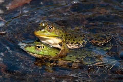 Marsh Frog, Pelophylax Ridibunda, Pelophylax Ridibundus, Rana Ridibunda, Sea Frog, Amphibian, Frog,