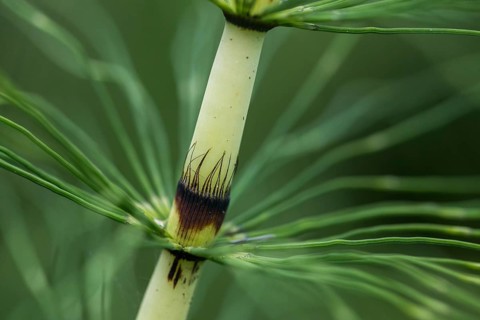 Equisetaceae, Equisetum telmateia, giant horsetail, horsetail, northern giant horsetail, plants