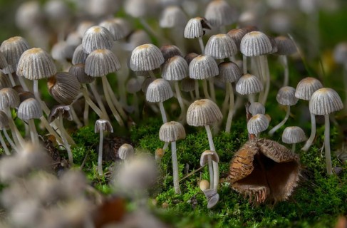 Coprinellus disseminatus, Coprinus disseminatus, sown tintling, fairy inkcap, fungi, mushrooms,