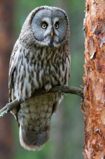 Bearded owl, Great Grey Owl, Strix nebulosa, birds, owls, owls, owls, owls, birds, owls, owls, owls